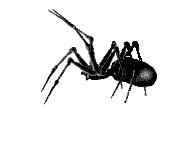 spooky_spider_left