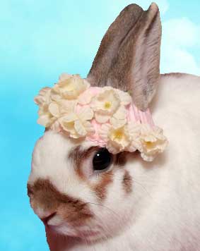 easter-bunny-in-a-bonnet