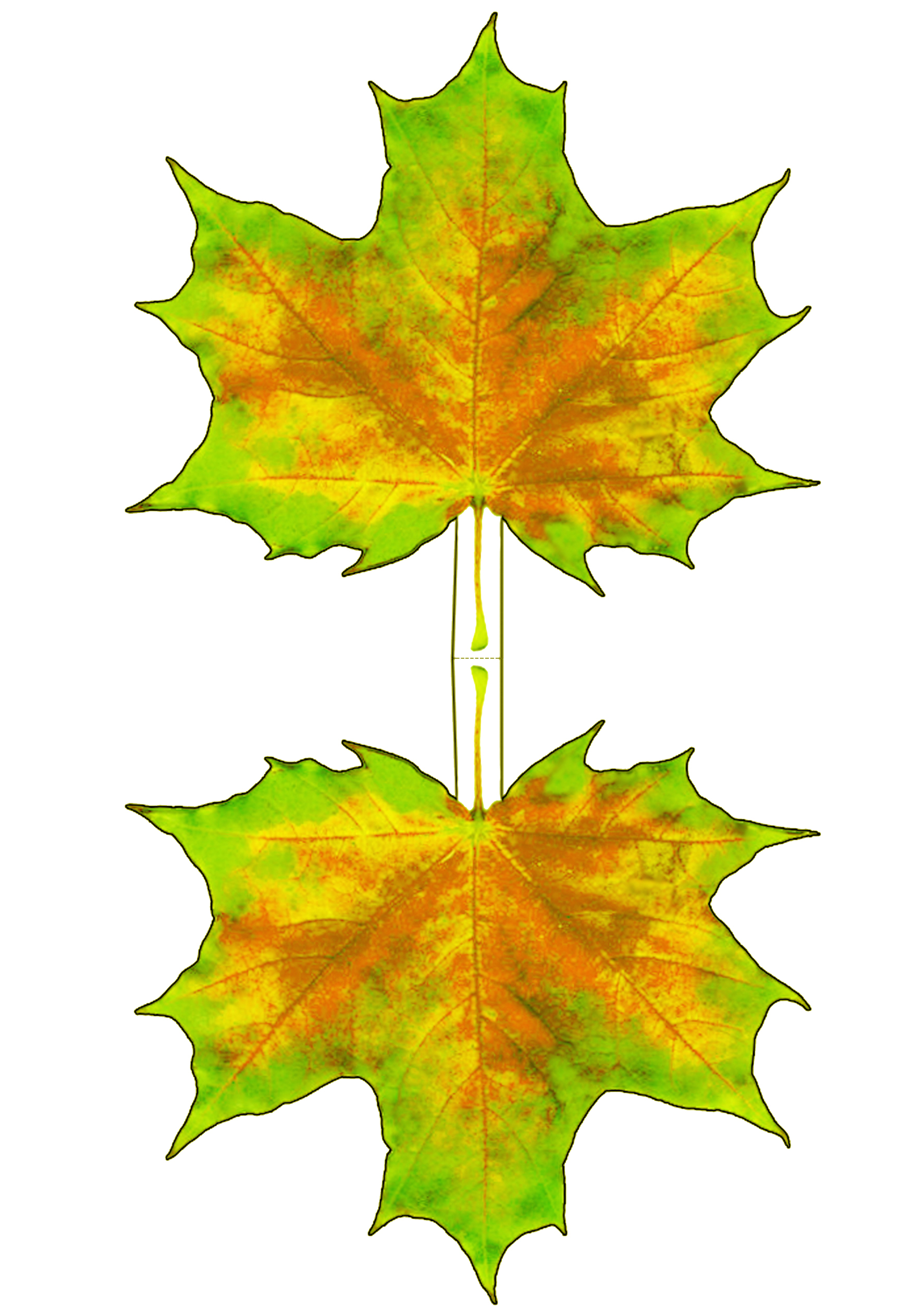 Natural coloured printable paper maple leaf