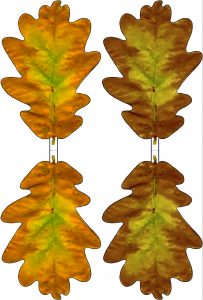 Printable yellow and brown paper oak leaves