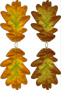 Printable yellow and brown paper oak leaves