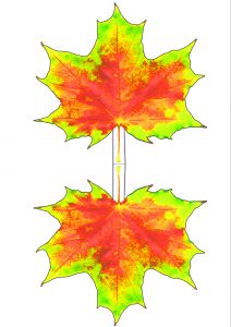 Printable red and yellow maple leaf