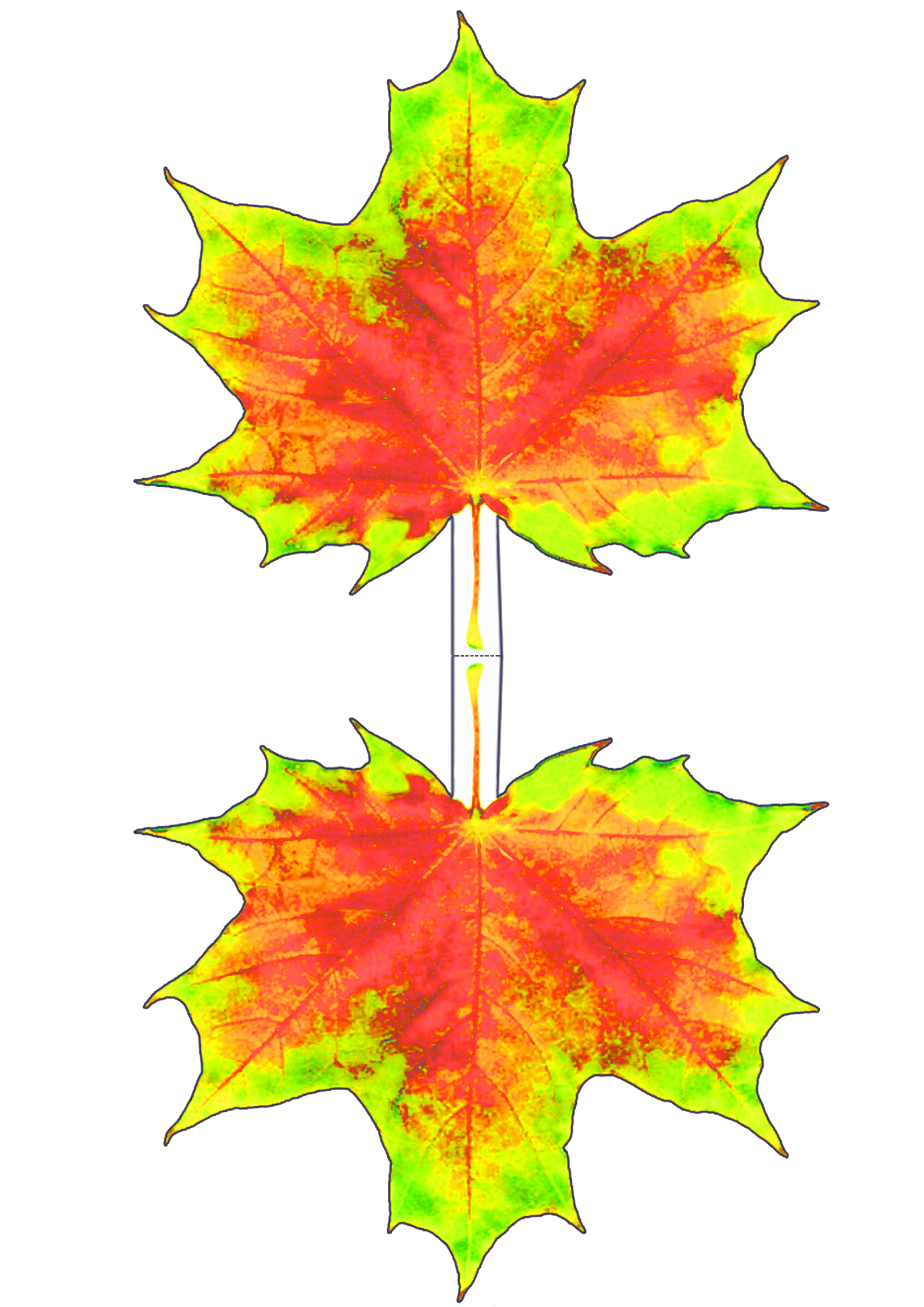 Printable red and yellow maple leaf