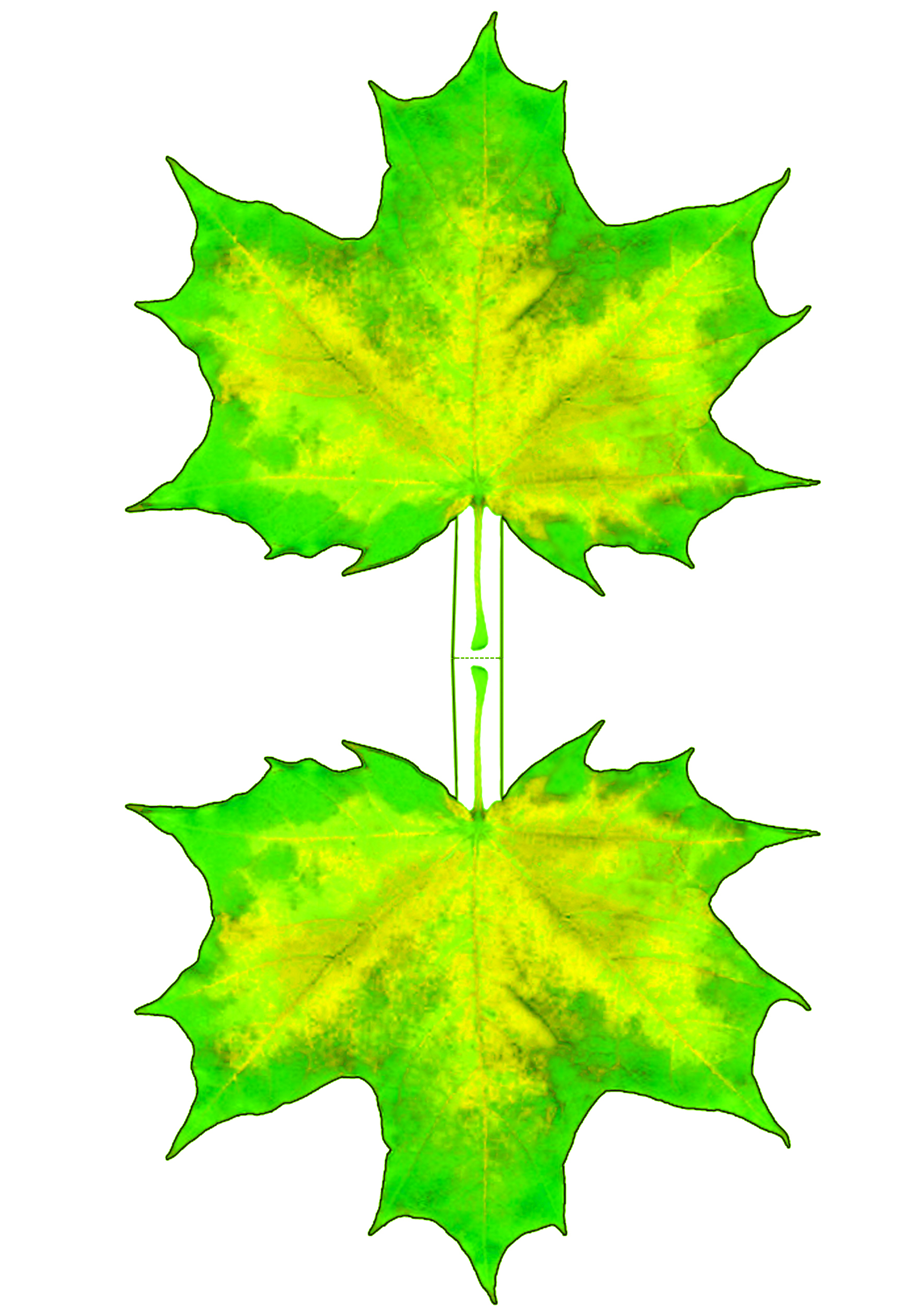 green maple leaf background