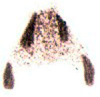 Illustration of the Easter Bunny's paw print