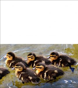 Printable Easter card of ducklings on the water.