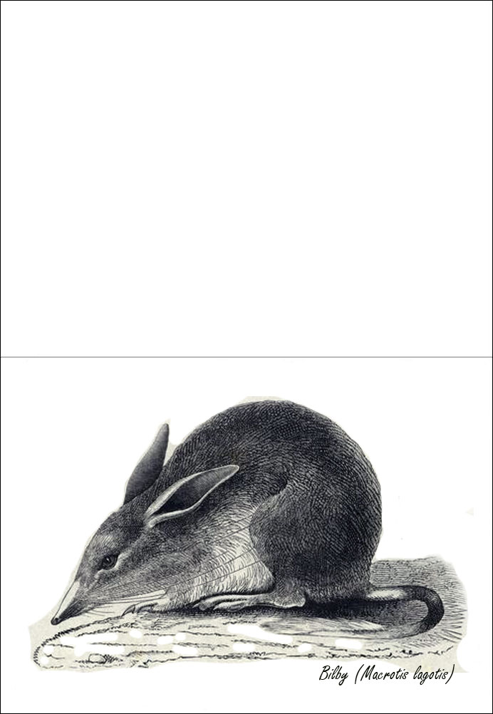 Greetings card showing a picture of a black and white sketch of a bilby.