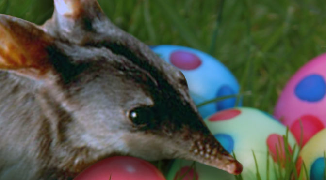 Best of the Easter Bilby