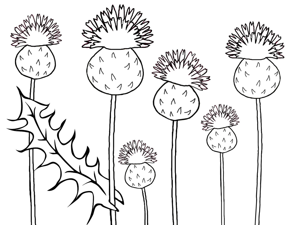 Picture of Scottish thistles to print and colour in