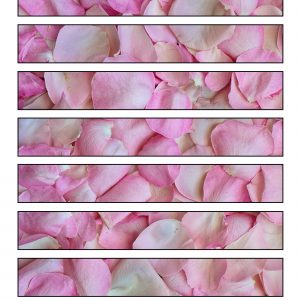 Printable paper chain strips to decorate for spring festivals - these ones depict pink rose petals